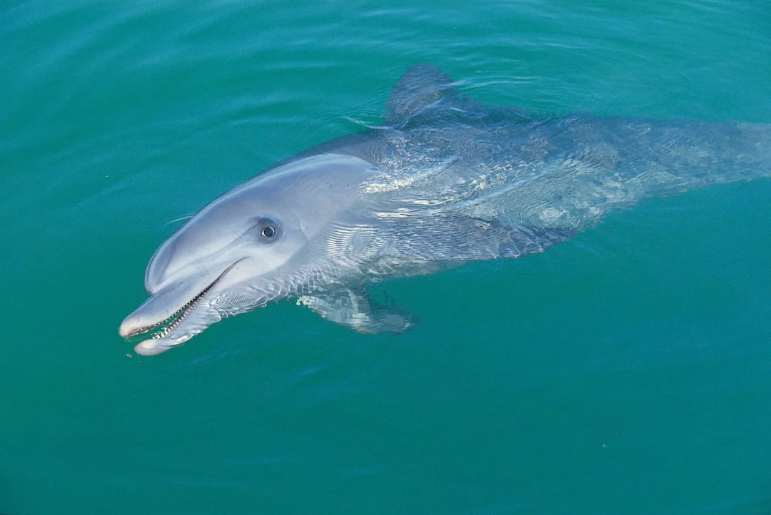 Dolphin smiling into the camera